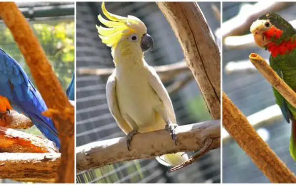 Papouščí Zoo