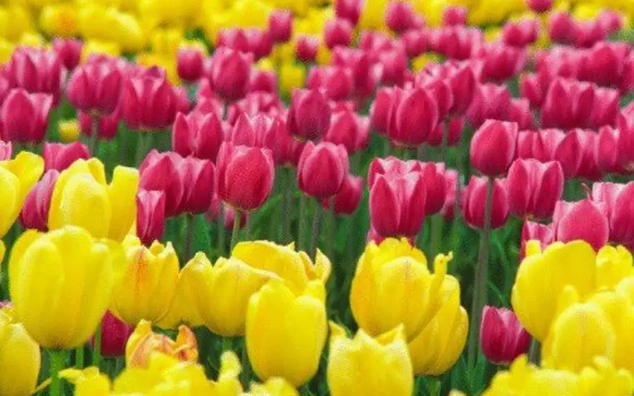 Víkendový výlet mezi holandské tulipány
