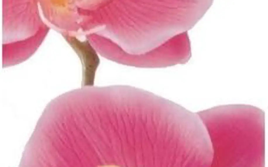 Fototapeta Orchidej růžová 90 x 202 cm, Hornschuch