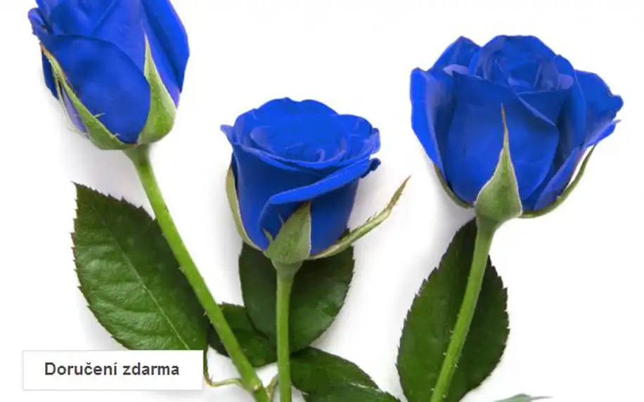 200 ks semen modré růže
