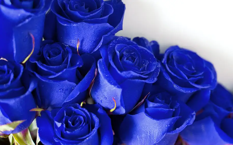 200 ks semen modré růže