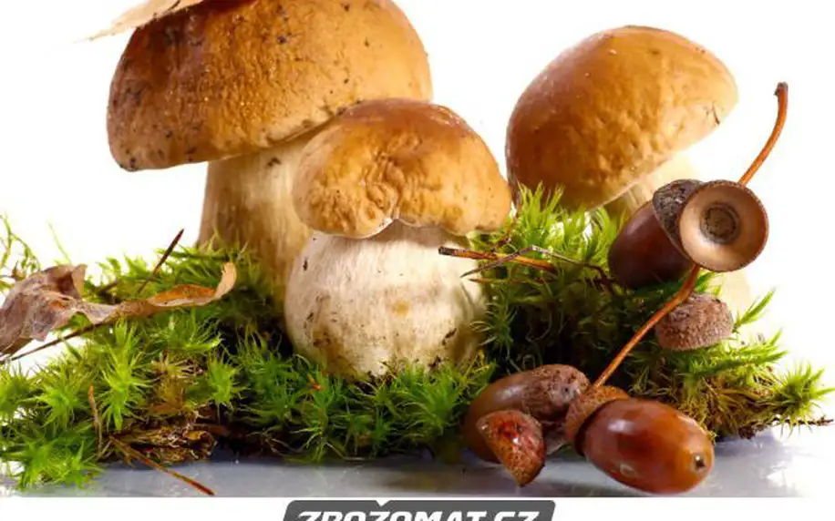 Vypěstuj si houby doma na zahrádce!