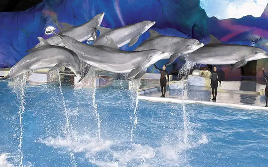 4denní zájezd do Holandska s návštěvou Delfinária a větrných mlýnů pro jednoho