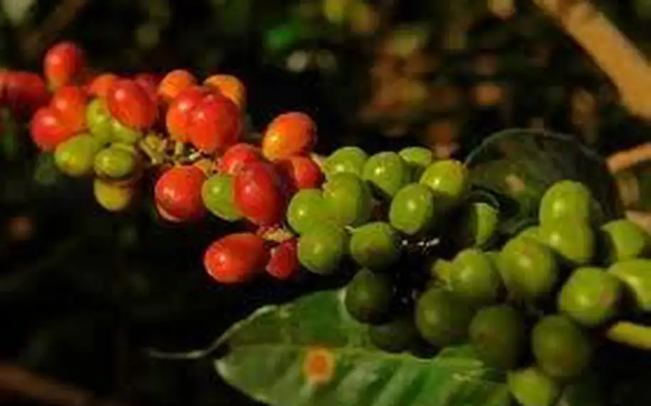 Čerstvě pražená káva z Brazílie Pico Mirante Organic