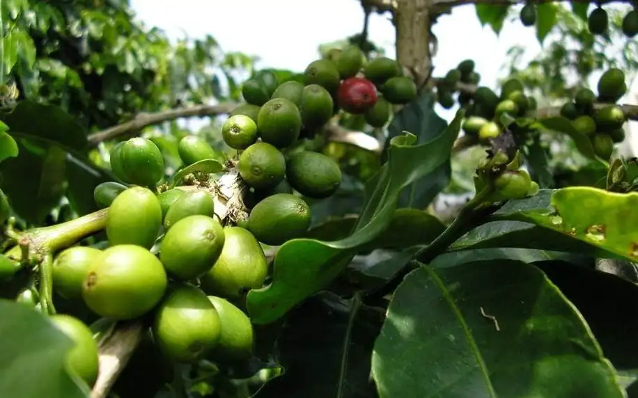 Čerstvě pražená káva z Brazílie Pico Mirante Organic
