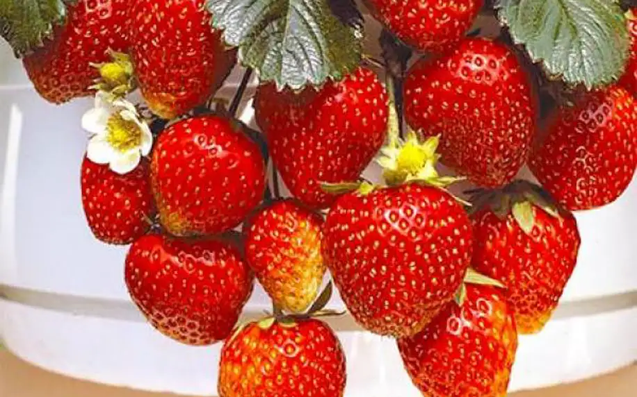 Hrnkové jahody 200 semínek - vypěstujte si sladkou a šťavnatou pochoutku!