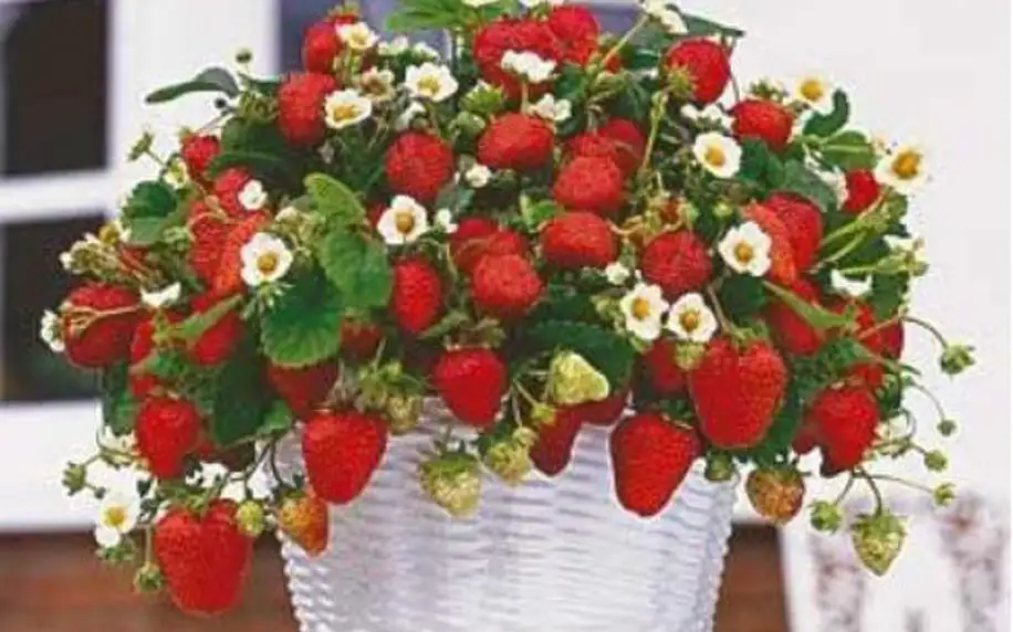 Hrnkové jahody 200 semínek - vypěstujte si sladkou a šťavnatou pochoutku!