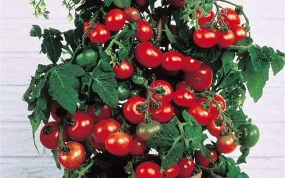 Cherry rajčata - 50 semen