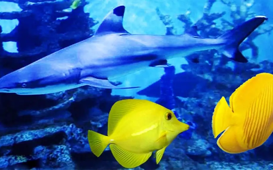 Pozdravte nádherné rybky z Mořského světa