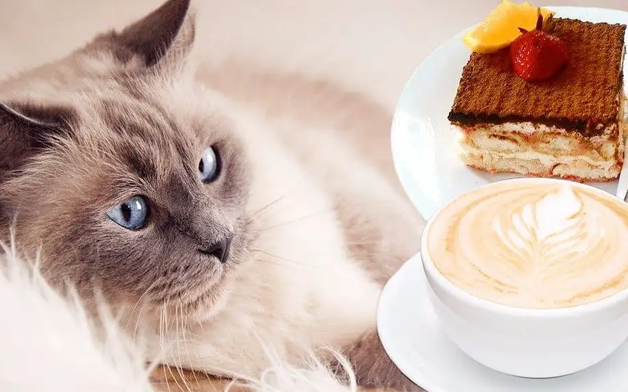 Káva nebo čaj a domácí dezert v kočičí kavárně