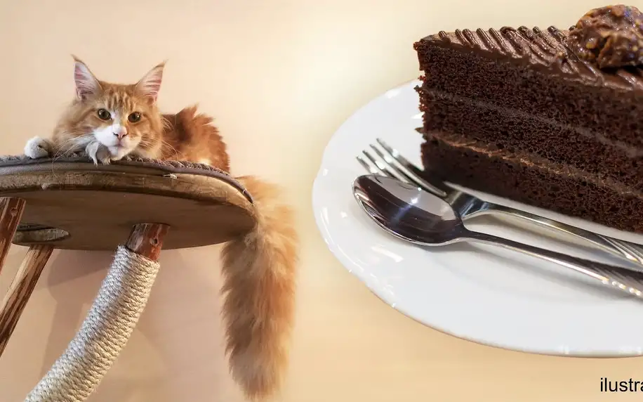Kočky mají pré: káva a dezert v kočičí kavárně