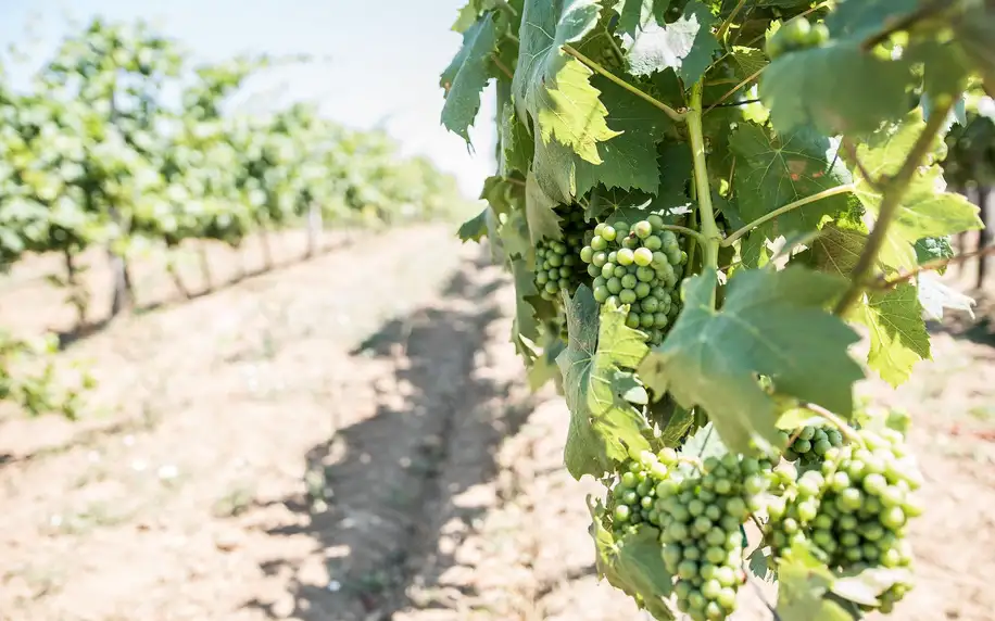 Kouzlo vinohradu: pobyt s koštováním vín