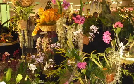 Výlet na největší výstavu orchidejí v Německu