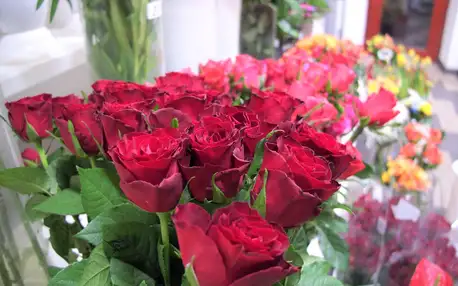 Kytice holandských rudých růží: 9-29 ks