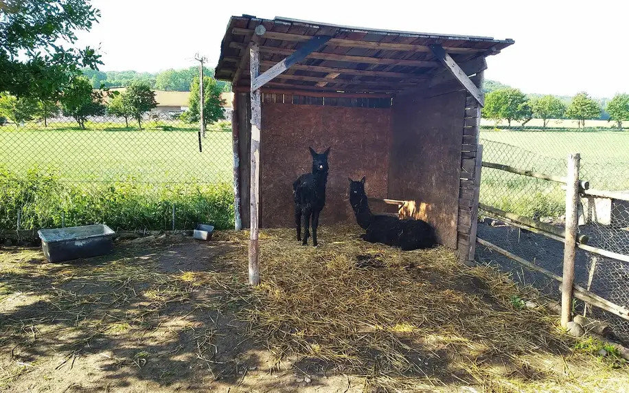 Výlet na farmu i projížďka na ponících pro děti