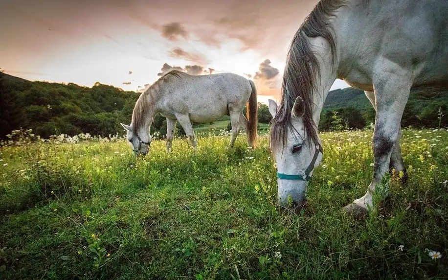 Chorvatsko - Plitvická jezera: Ranch Jelov Klanac