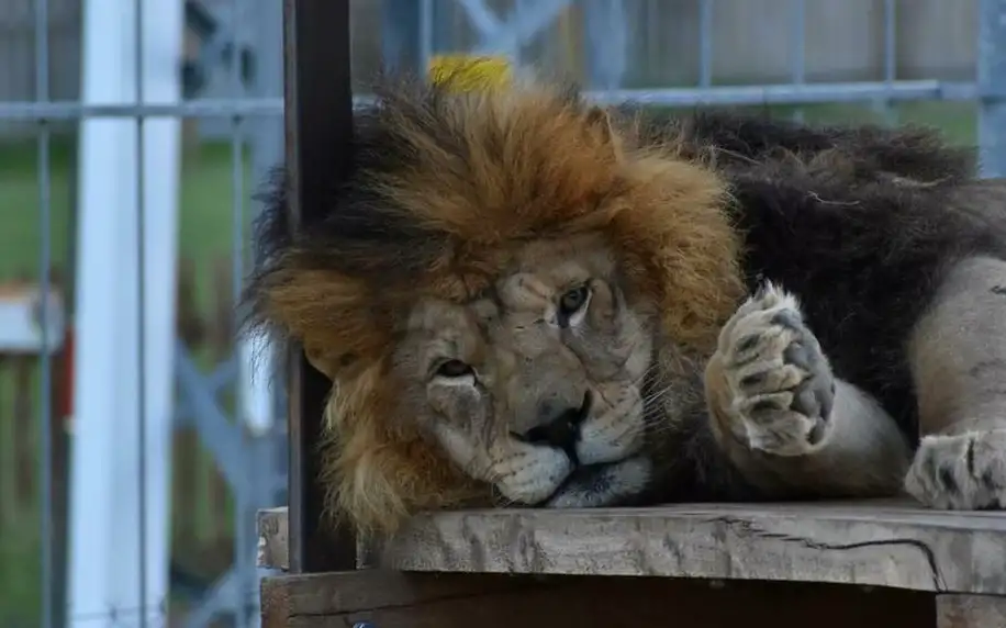 Ošetřovatelem v zoo na jeden den + nocování