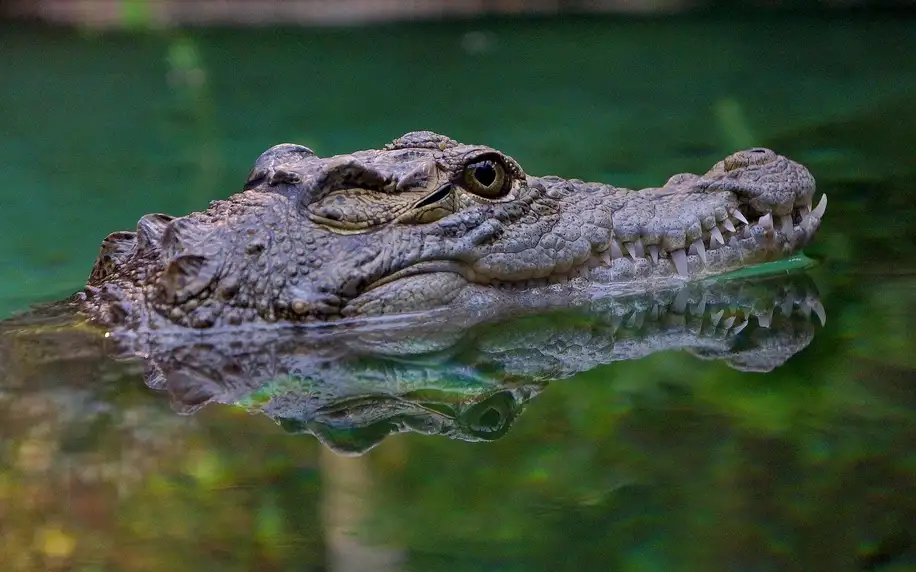 Výlet do Vratislavi: zoo, Afrikárium i centrum města