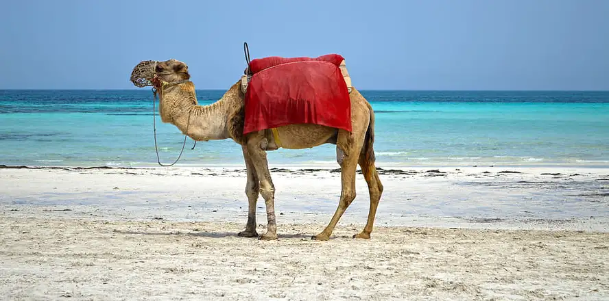 Tunisko, velbloud na pláži