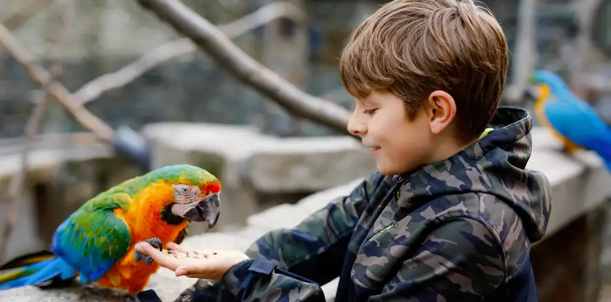 Chlapec krmící papouška v zoo