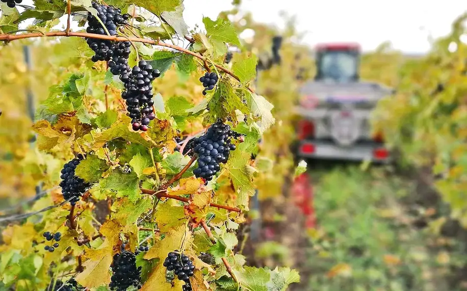 Vinné sklepy u Lednice: polopenze i koštování vína