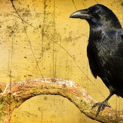 Online únikovka Ve stínu černé vrány pro děti a rodiče