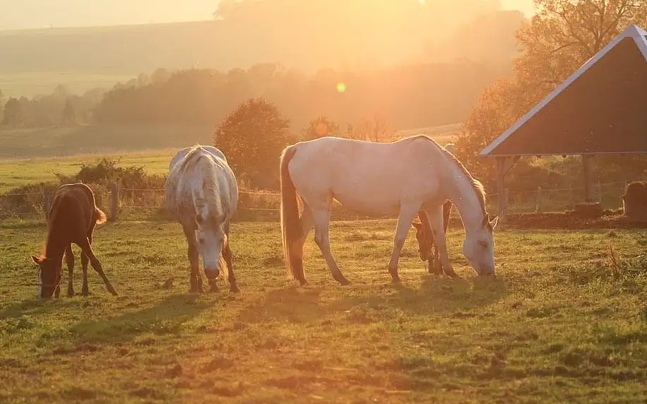 Zážitkový pobyt plný romantiky na koňské farmě Vysoká