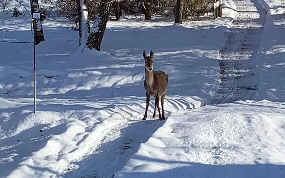 Národní park České Švýcarsko: Mezná 85