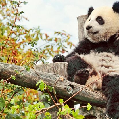 Výlet do vídeňské zoo: pandy, orangutani a další