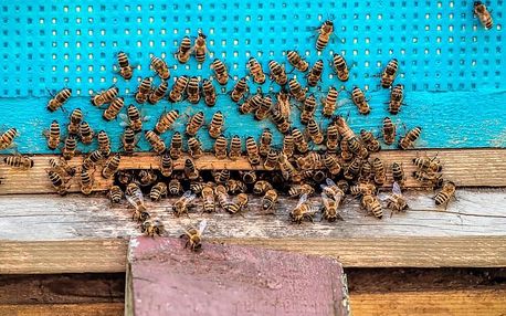 Apiterapie: Včelí terapie v sauně, masáž a relaxace na úlech