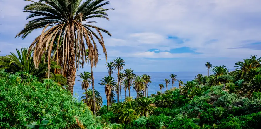Palmy na Gran Canarii, Kanárské ostrovy