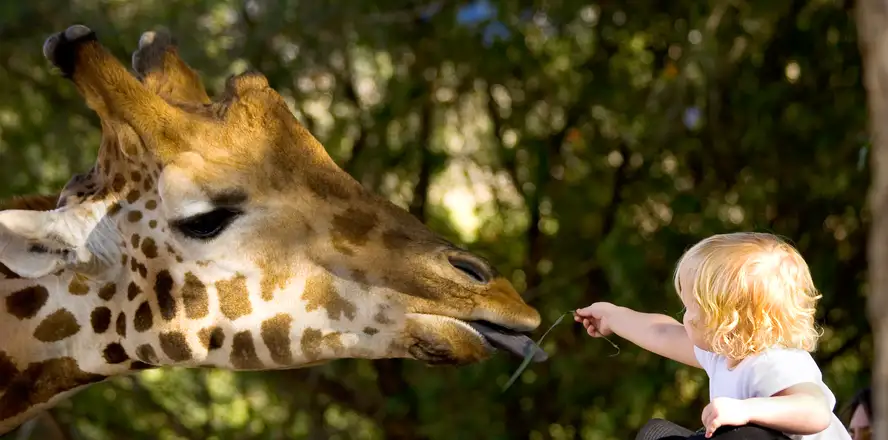 Dítě s žirafou na den dětí