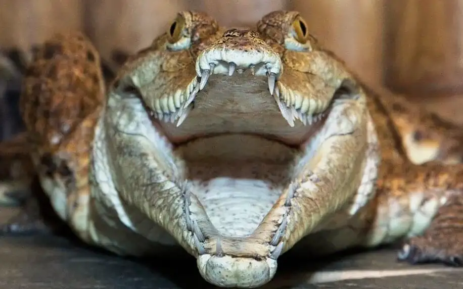 Nakrmte krokodýly: VIP vstupenka do Krokodýlí Zoo