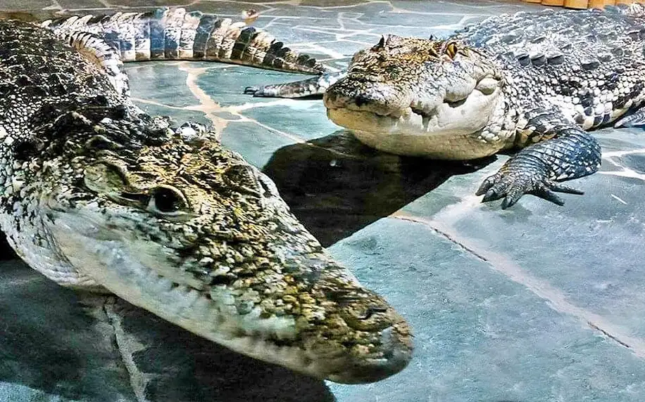 Nakrmte krokodýly: VIP vstupenka do Krokodýlí Zoo