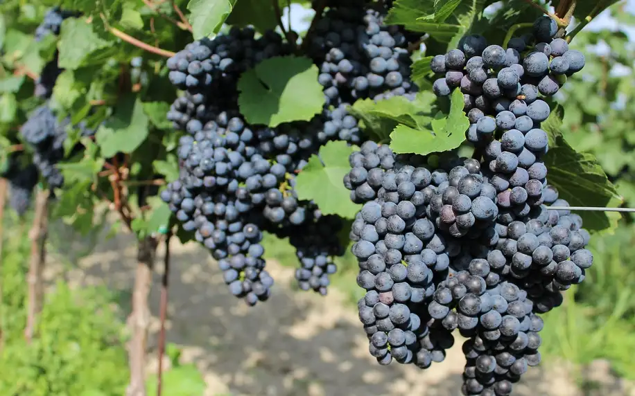 Prohlídka vinohradu, vinařství a řízená degustace
