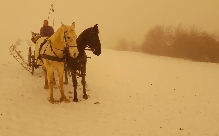 Vyjížďka na koni či kočár s dvojspřežím a čtyřspřežím