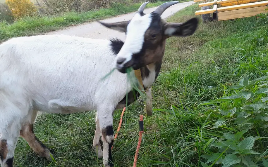 Procházka s kozičkou nebo poníkem