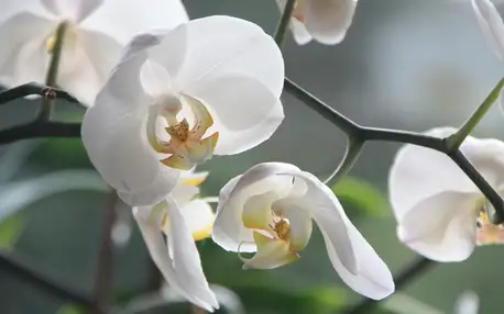 Výstava orchidejí v Rakousku a prohlídka Vídně