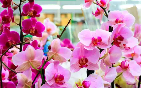 Výlet na největší výstavu orchidejí v Německu