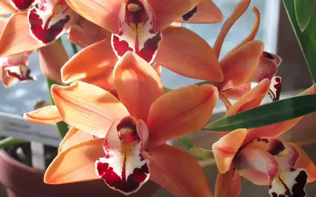 Výstava orchidejí v Rakousku a prohlídka Vídně