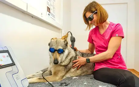 Psí rehabilitace: konzultace, masáže i hydroterapie