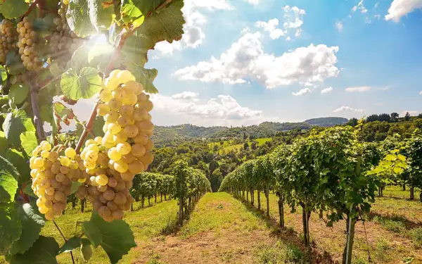 Vinařský pobyt na jižní Moravě se stravou i ochutnávkou vín a wellness
