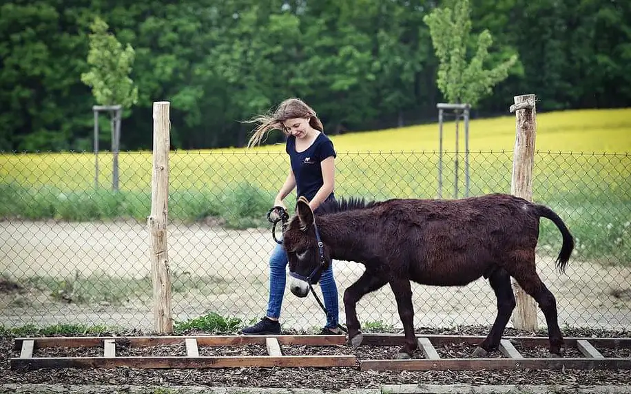 Půldenní výlet se dvěma oslíky, svezením a farmářským piknikem až pro 7 osob