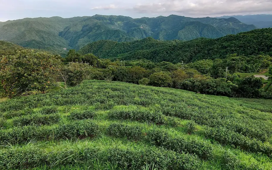 Čajový sommeliér: kurz zaměřený na taiwanské čaje