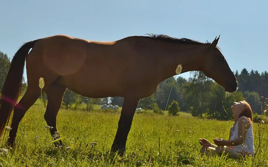 Péče o koně a přirozená komunikace nebo projížďka