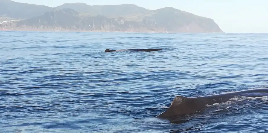 pozorování velryb Azory