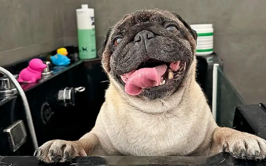 Péče o malé i velké plemeno v psím salonu: mytí i střih