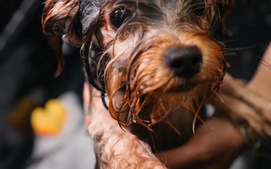 Péče o malé i velké plemeno v psím salonu: mytí i střih