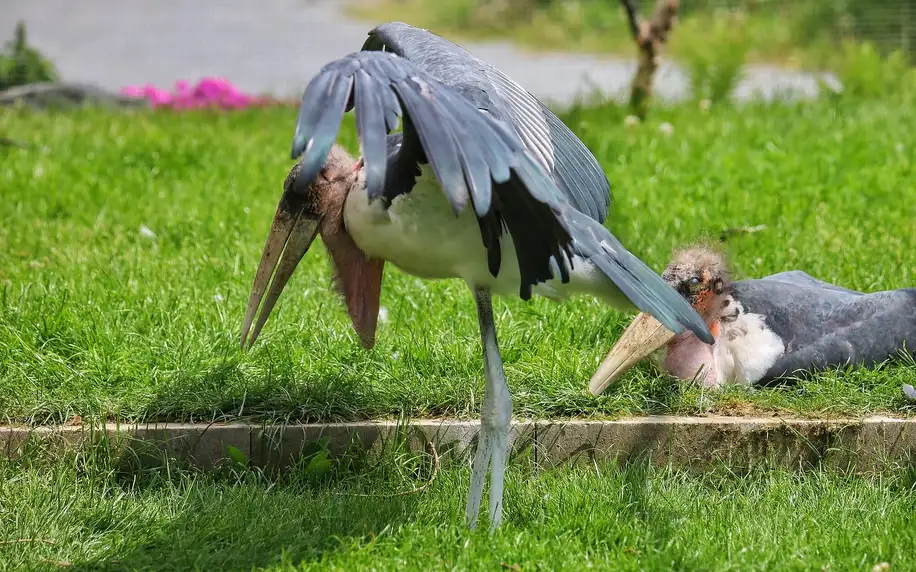 Vstupné do Zooparku Nehvizdy pro dospělé s dětmi