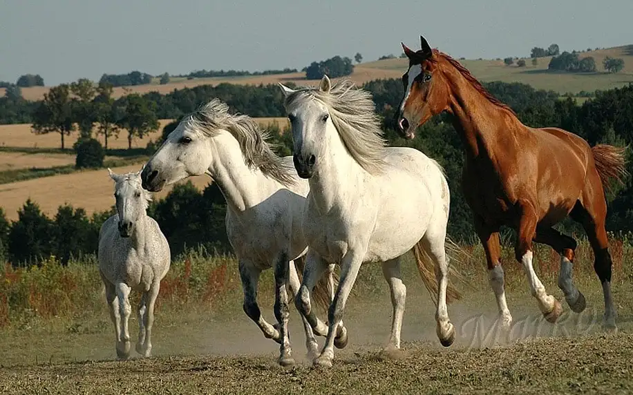 Zážitkový program u koní: příprava koně i jízda